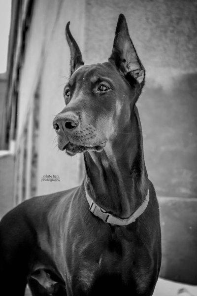 Доберман чёрный эстэтика