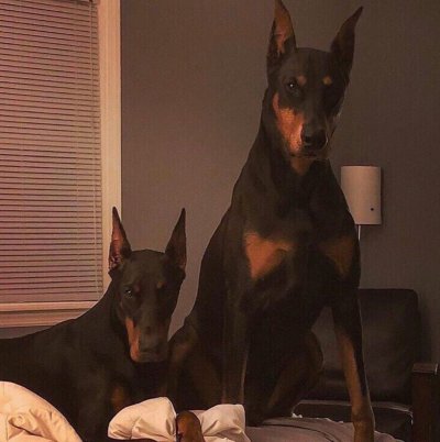 Доберман-пинчер Эстетика