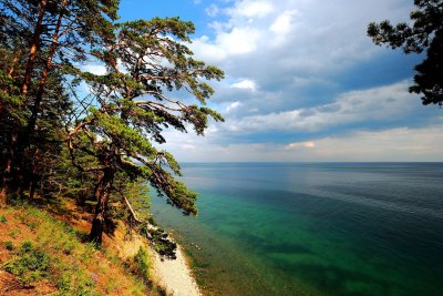 Озеро Байкал кедр