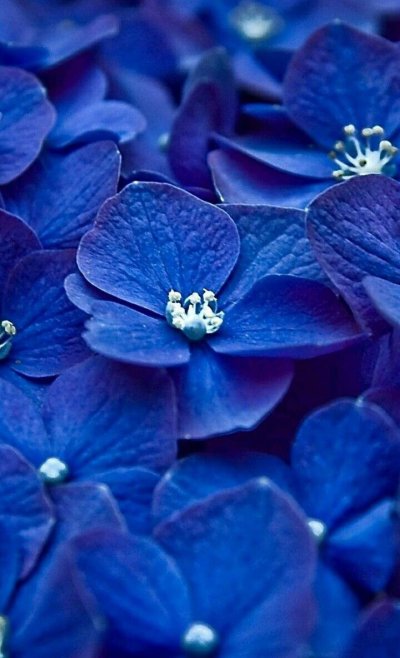 Блуе Фловер