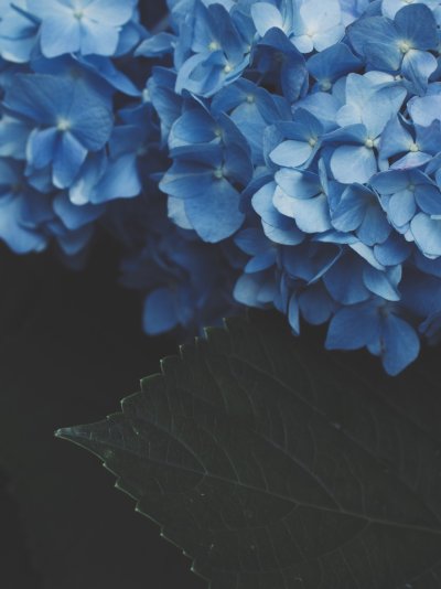 Голубые цветы