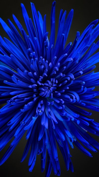 Голубые хризантемы