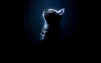 Котик на черном фоне