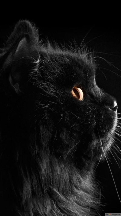 Красивый черный кот