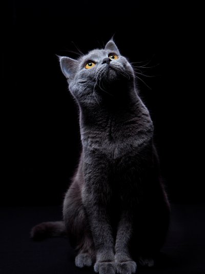 Красивая черная кошка