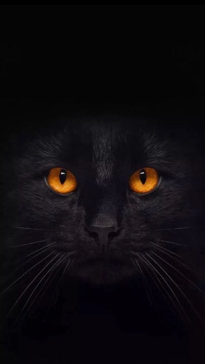 Черная кошка с карими глазами