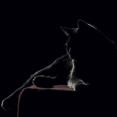 Кошка на черном фоне