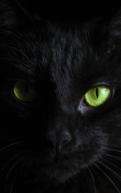 Черные коты