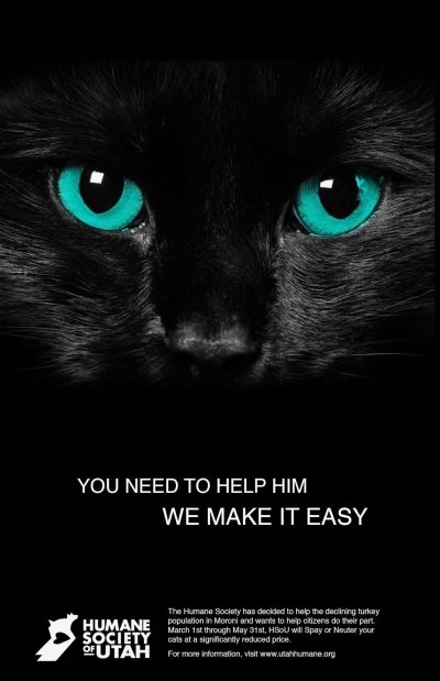 Чёрный кот с зелёными глазами