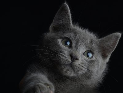 Серо черный кот