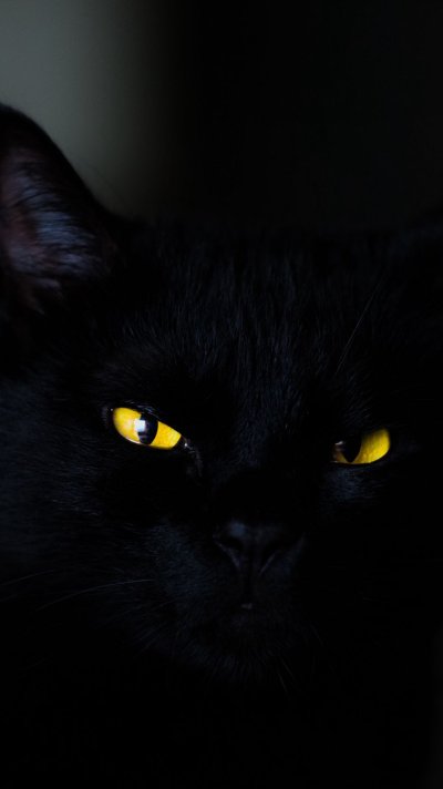 Чёрный котёнок с жёлтыми глазами