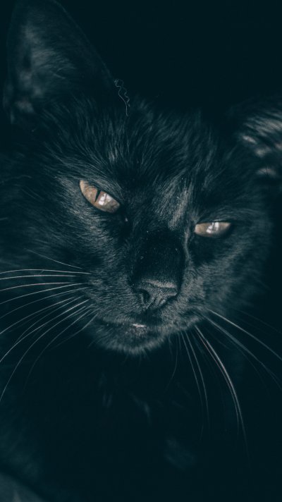 Черный кот взгляд