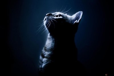 Кошка на темном фоне