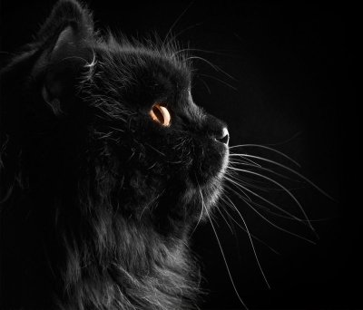 Красивый черный кот