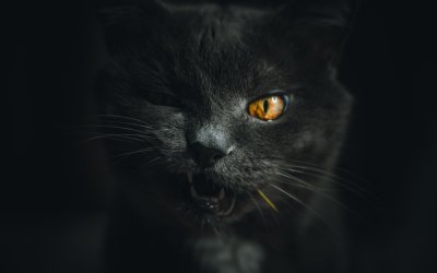 Черная кошка на черном фоне