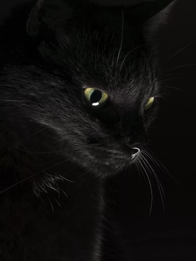 Красивая черная кошка