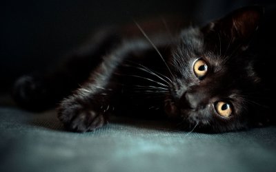 Красивый черный кот