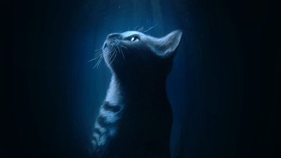 Котик на черном фоне