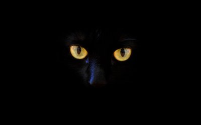 Черный кот с желтыми глазами на черном фоне