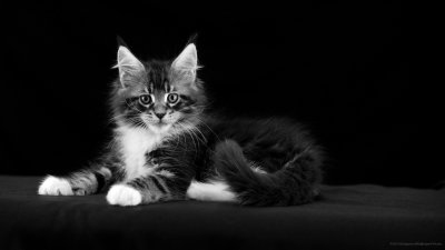 Мейн кун черный