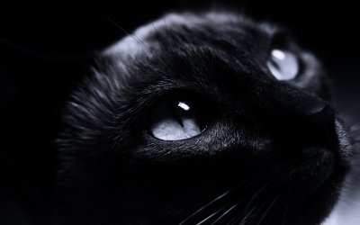 Морда черного кота