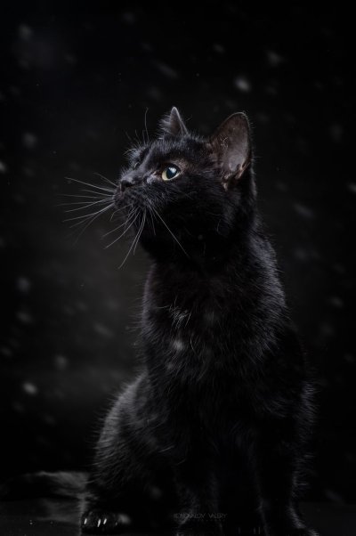 Красивый черный кот