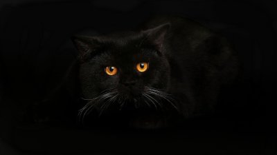 Кошка на темном фоне