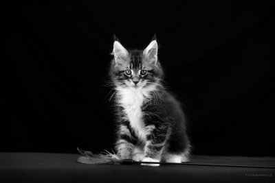 Котенок на темном фоне