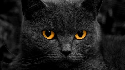 Британская короткошёрстная кошка черная