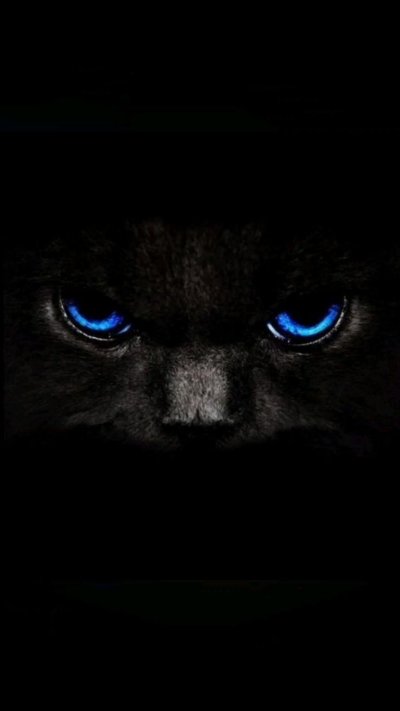 Чёрный кот с синими глазами