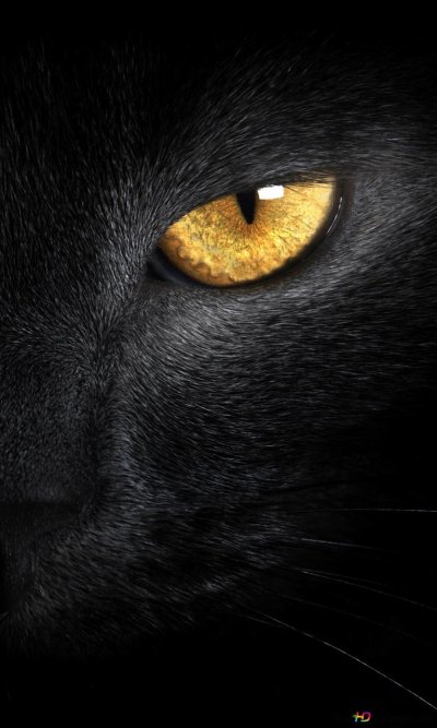 Кошка с желтыми глазами