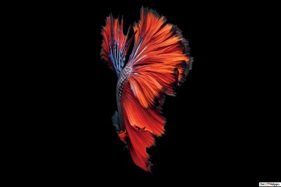 Цветное на черном фоне