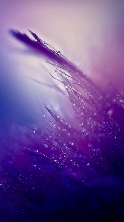 Сиреневый фон