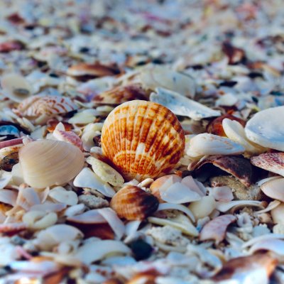 Ракушечный пляж в Крыму