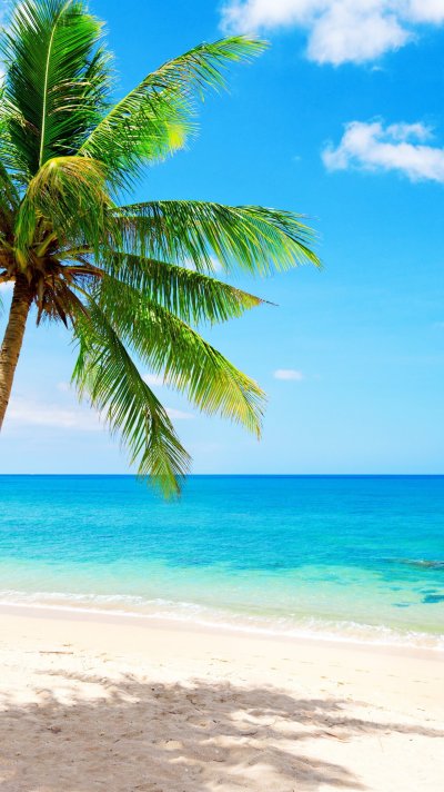 Пляж с пальмами