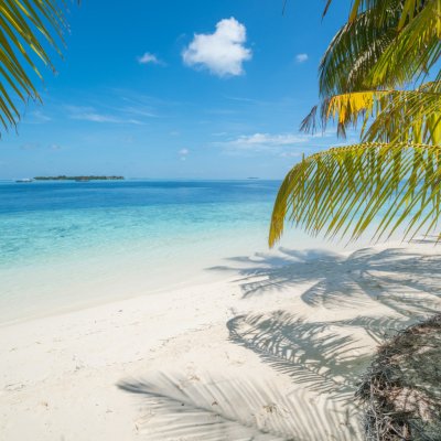 Море пальмы