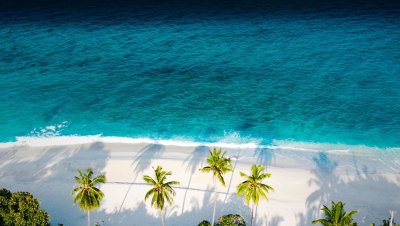 Пальмы и океан
