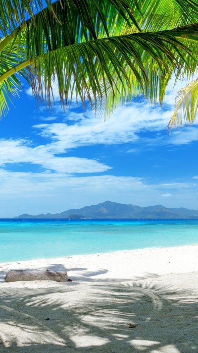 Море пальмы