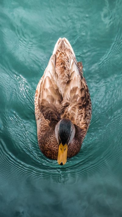 Морские утки