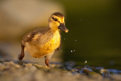 Кряква птенец