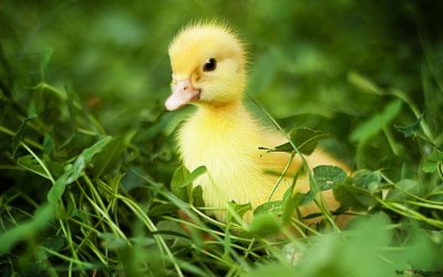 Маленькие утята