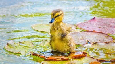 Утка купается