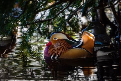 Уточки мандаринки фэн шуй