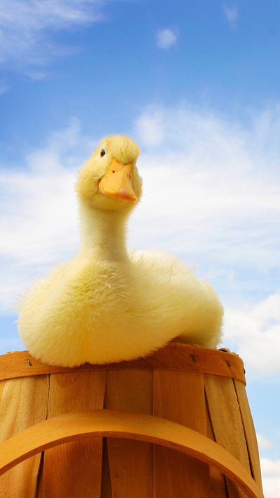 Утка желтая