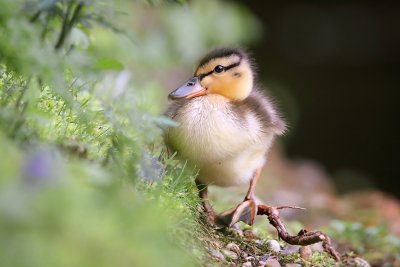 Обои с уткой