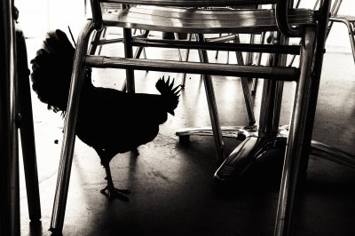 Курица Эстетика