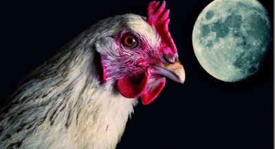 Петух на рабочий стол