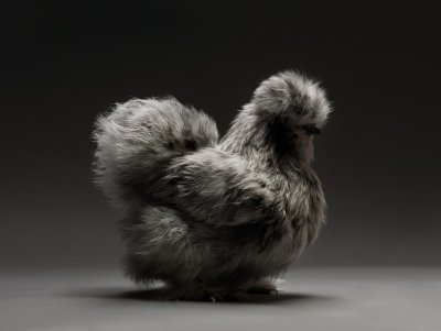 Необычные куры