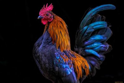 Красивый петушок