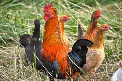 Курами обои на ноутбук